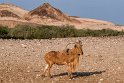 019 Sir Bani Yas